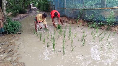 শেরপুরে গ্রামীণ সড়কের বেহাল দশা: সংস্কারের দাবিতে সড়কের উপর ধানের চারা রোপন