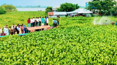 চলনবিলে চাষাবাদ সচল করতে কচুরিপানা পরিষ্কার কার্যক্রমের উদ্বোধন