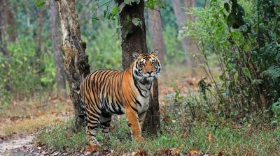 বিশ্ব বাঘ দিবস আজ