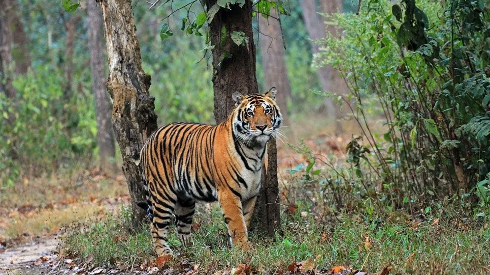 বিশ্ব বাঘ দিবস আজ