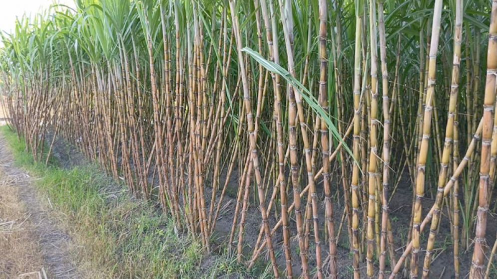 সরকারি সহায়তা না পাওয়ায় আখ চাষে আগ্রহ হারাচ্ছেন গোপালগঞ্জের চাষিরা