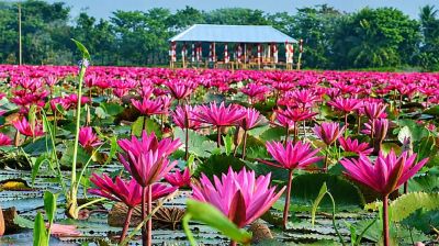 মুগ্ধতা ছড়াচ্ছে বরিশালের লাল শাপলার বিল