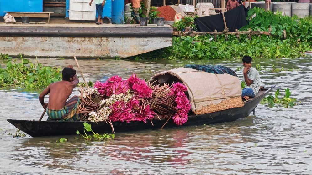 ভাসমান সবজির হাটে নৌকা বোঝাই শাপলা বিক্রি