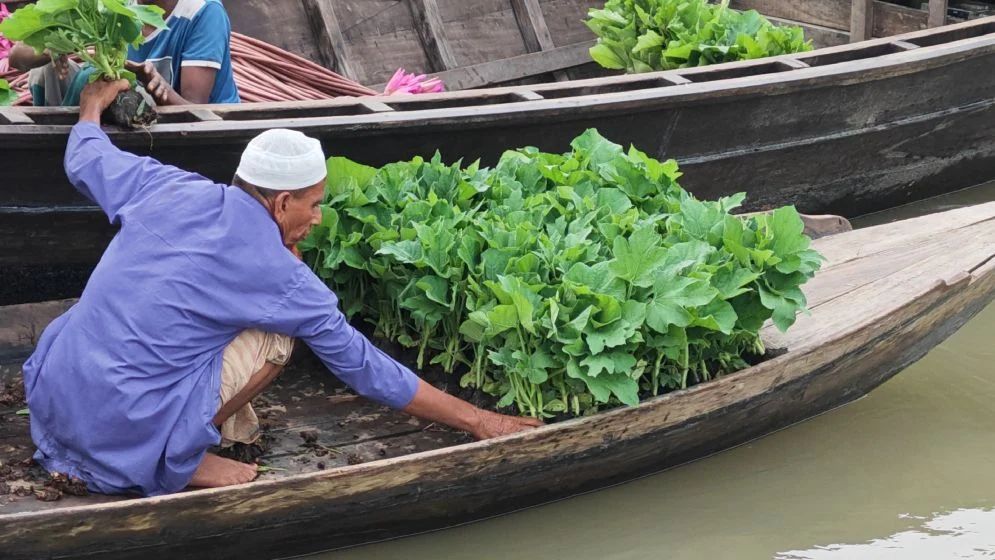 ভাসমান সবজির হাটে নৌকা বোঝাই শাপলা বিক্রি
