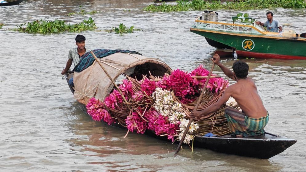 ভাসমান সবজির হাটে নৌকা বোঝাই শাপলা বিক্রি