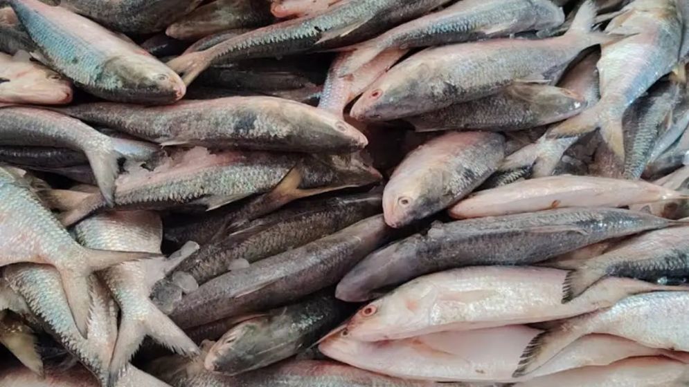 হাতিয়ায় এক ট্রলারে মিলল ৬০ মণ ইলিশ