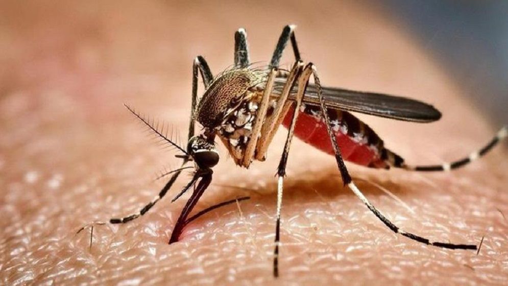 ডেঙ্গুতে আরও ৫ মৃত্যু