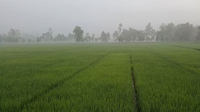 হঠাৎ ঘন কুয়াশায় ঢাকা পড়ল পঞ্চগড়