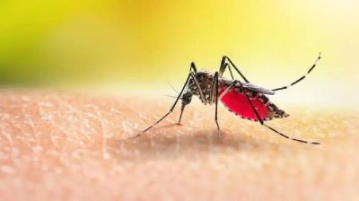 ডেঙ্গুতে আরও ৬ জনের মৃত্যু