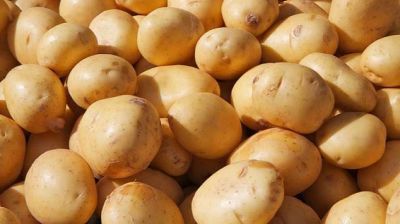 আলু বেশিদিন ভালো রাখার উপায়