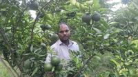 গাড়ি চালক থেকে সফল ফলচাষি মিজানুর