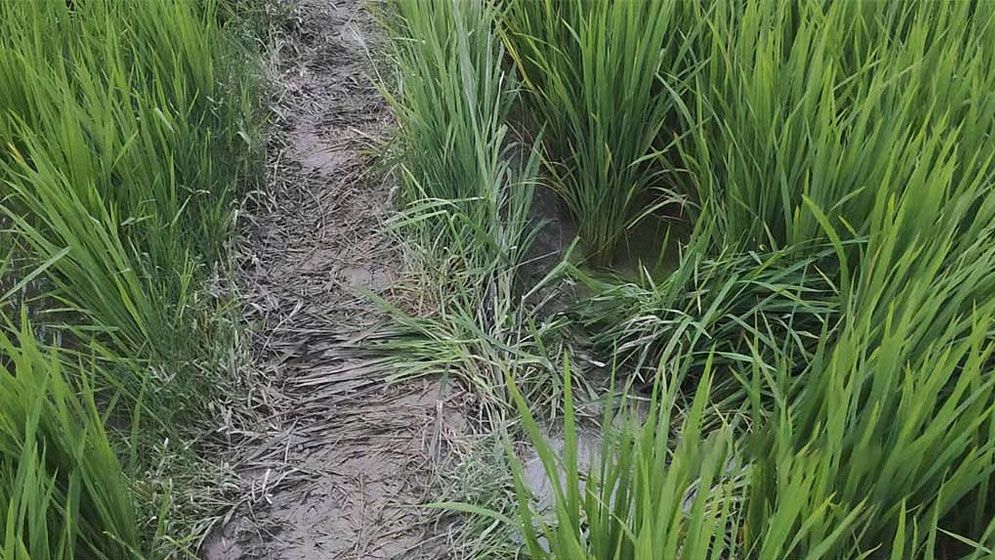 ক্ষেত জুড়ে ধস্তাধস্তির চিহ্ন, বাবাকে লাইভ লোকেশনও পাঠিয়েছিল কিশোরী