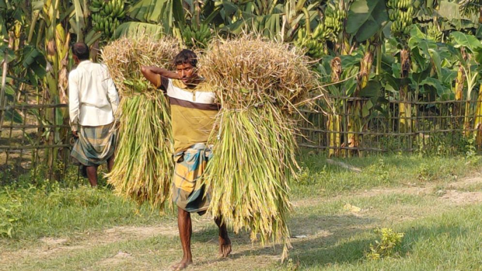 রংপুর অঞ্চলে আগাম জাতের আমন ধান কাটা শুরু
