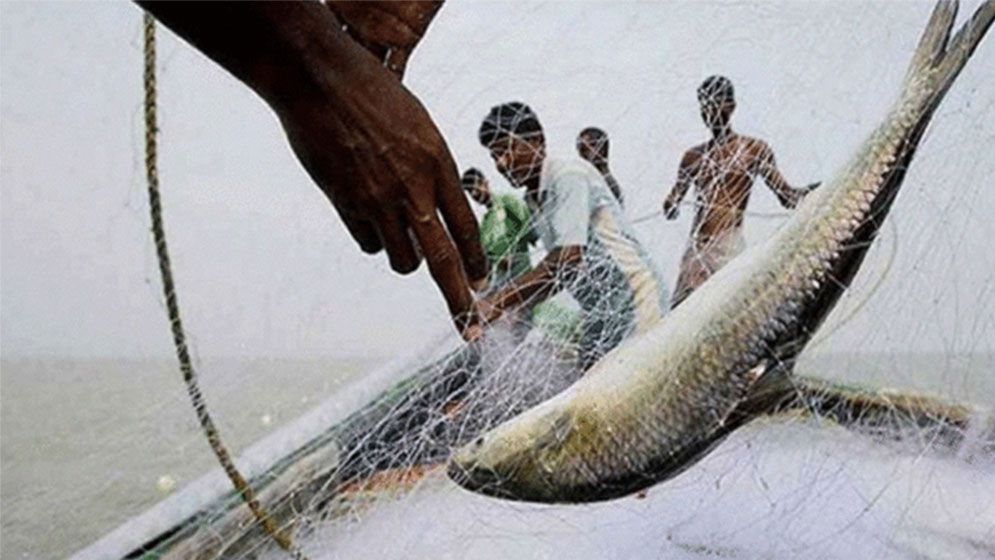 মা ইলিশ রক্ষায় ২২ দিনের নিষেধাজ্ঞা