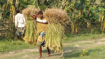 রংপুর অঞ্চলে আগাম জাতের আমন ধান কাটা শুরু